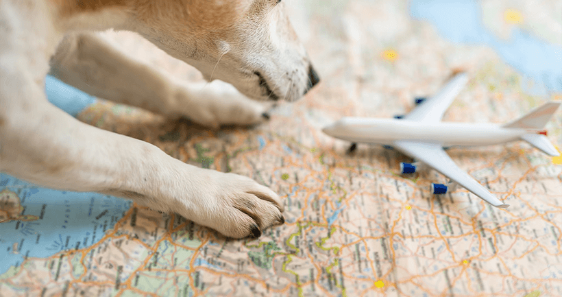 O transporte aéreo de cães ainda é motivo de preocupação para tutores