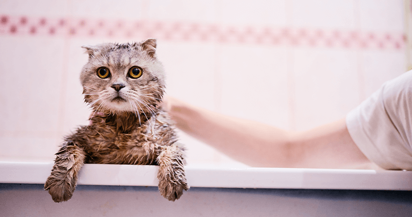 Como dar banho em gato com medo de água